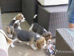 Photo №2 to announcement № 149618 for the sale of beagle - buy in Germany private announcement