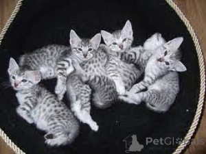 Photo №1. egyptian mau - for sale in the city of Helsinki | 516$ | Announcement № 178422