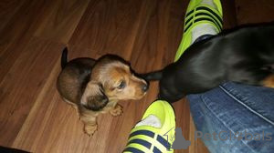 Photo №2 to announcement № 124008 for the sale of dachshund - buy in Finland private announcement