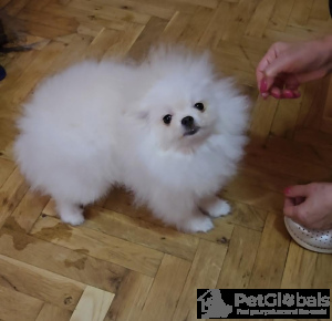 Photo №3. Purebred Boo Pomeranian puppies. Serbia