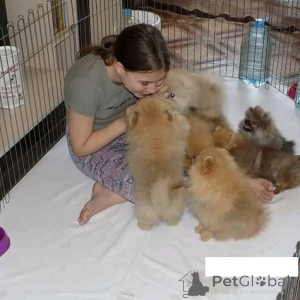 Photo №1. pomeranian - for sale in the city of Villach | negotiated | Announcement № 167065