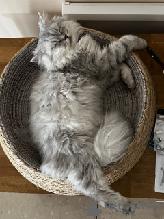 Photo №4. Hotel for animals in Switzerland. Announcement № 131515