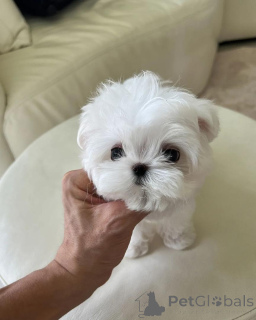 Photo №1. maltese dog - for sale in the city of DEBRECEN | negotiated | Announcement № 160394