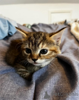 Photo №1. domestic cat - for sale in the city of Amberg | 329$ | Announcement № 151656