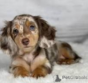 Photo №2 to announcement № 160892 for the sale of dachshund - buy in Belgium private announcement, breeder