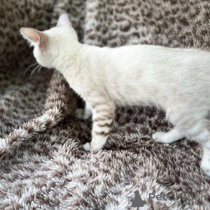 Photo №1. bengal cat - for sale in the city of Växjö | 706$ | Announcement № 153230