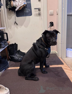 Photo №2 to announcement № 163255 for the sale of non-pedigree dogs - buy in Russian Federation private announcement