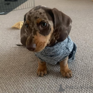 Photo №2 to announcement № 136725 for the sale of dachshund - buy in United States breeder