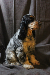 Additional photos: Puppies of the English Cocker Spaniel