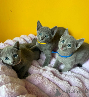 Photo №1. russian blue - for sale in the city of INGOLSTADT | 361$ | Announcement № 174779