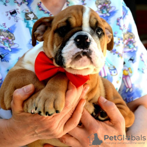 Photo №1. english bulldog - for sale in the city of Belgrade | negotiated | Announcement № 114390