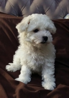 Photo №2 to announcement № 1181 for the sale of bichon frise - buy in Belarus from nursery