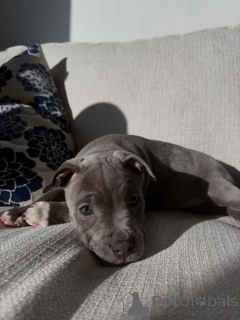 Photo №2 to announcement № 177906 for the sale of staffordshire bull terrier - buy in Germany breeder