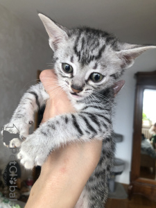 Additional photos: EGYPTIAN MAU KITTENS