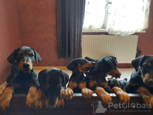 Additional photos: Purebred Doberman puppies for sale 2 months old.