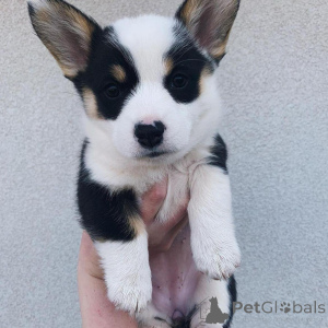 Photo №3. Pembroke Welsh corgi pups. France