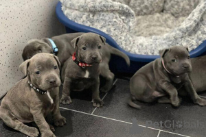 Photo №1. staffordshire bull terrier - for sale in the city of Mainz | 518$ | Announcement № 149694