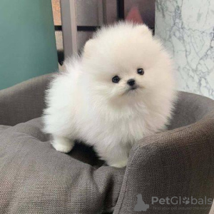 Photo №1. pomeranian - for sale in the city of Warsaw | 528$ | Announcement № 99422