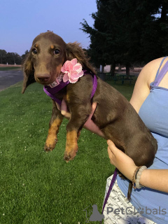 Photo №2 to announcement № 24001 for the sale of dachshund - buy in United States 