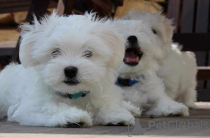 Photo №1. maltese dog - for sale in the city of Texas City | 500$ | Announcement № 101987