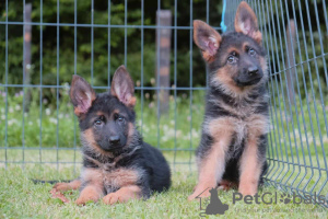 Photo №3. german shepherd puppies. Serbia