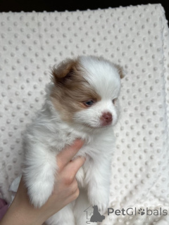 Photo №1. pomeranian - for sale in the city of Legnica | negotiated | Announcement № 167361