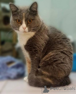 Photo №2 to announcement № 161961 for the sale of  - buy in Russian Federation from the shelter