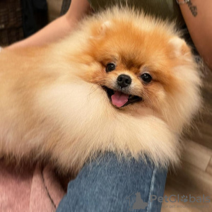 Photo №1. pomeranian - for sale in the city of Caracas | negotiated | Announcement № 80786