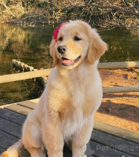 Photo №4. I will sell  in the city of Bad Zurzach.  - price - 500$