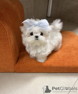 Photo №2 to announcement № 127298 for the sale of maltese dog - buy in United States 