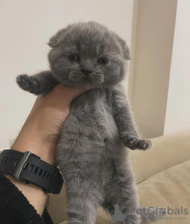 Photo №2 to announcement № 96238 for the sale of scottish fold - buy in United States private announcement