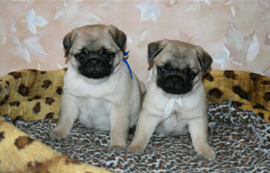 Photo №1. pug - for sale in the city of Minsk | 250$ | Announcement № 1737