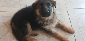 Photo №2 to announcement № 3921 for the sale of german shepherd - buy in Belarus private announcement