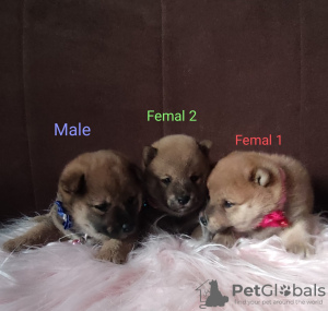 Photo №1. shiba inu - for sale in the city of Валево | negotiated | Announcement № 37500