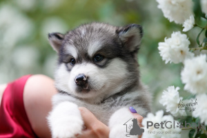 Photo №3. Alaskan Malamute puppies. Russian Federation
