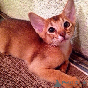 Photo №1. abyssinian cat - for sale in the city of Sofia | 370$ | Announcement № 107921