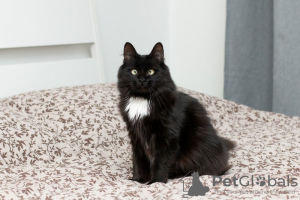 Photo №3. Affectionate cat Musya is looking for a home.. Russian Federation