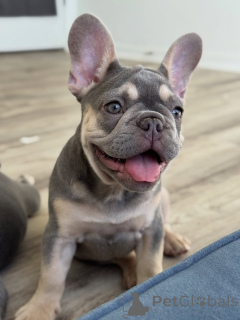 Photo №3. Top-Quality French Bulldog Puppies Health Tested & Home Raised. Ukraine