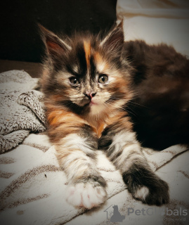 Photo №1. maine coon - for sale in the city of Rostov-on-Don | 807$ | Announcement № 8882
