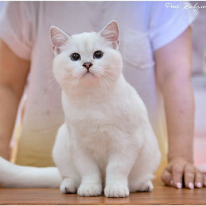Photo №1. british shorthair - for sale in the city of Cherkessk | 900$ | Announcement № 3344