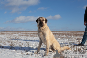 Photo №2 to announcement № 26792 for the sale of central asian shepherd dog - buy in Belarus from nursery, breeder