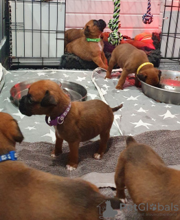 Additional photos: Boxer puppies for sale