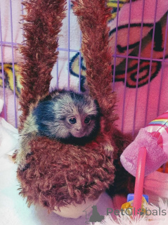 Photo №1.  - for sale in the city of Anaheim | negotiated | Announcement № 161745