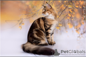 Photo №2 to announcement № 44044 for the sale of maine coon - buy in Russian Federation breeder