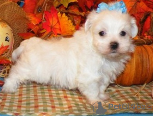 Photo №1. maltese dog - for sale in the city of Varna | negotiated | Announcement № 54809