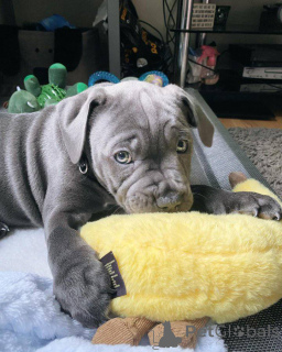 Photo №3. Staffordshire Bull Terrier-puppy's te koop. Belgium