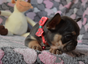 Additional photos: French bulldog puppies