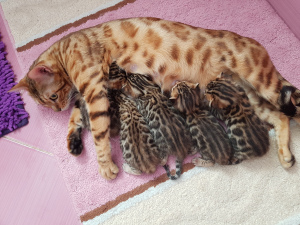 Photo №1. bengal cat - for sale in the city of Orenburg | 258$ | Announcement № 6045