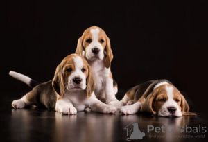 Photo №4. I will sell beagle in the city of Kiev. private announcement, breeder - price - 687$