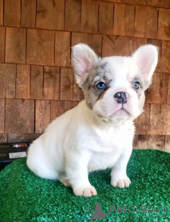 Photo №1. french bulldog - for sale in the city of Мальмё | negotiated | Announcement № 82170